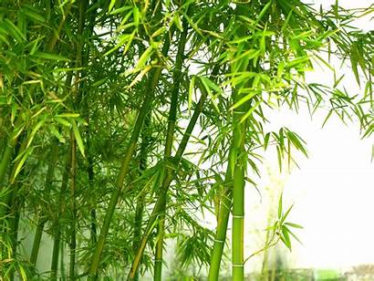 Bamboo Tree Wallpapers Forest Leaves Plants Wall