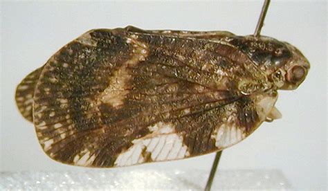 Fulgoroidea Key Aprivesa Exuta Melichar