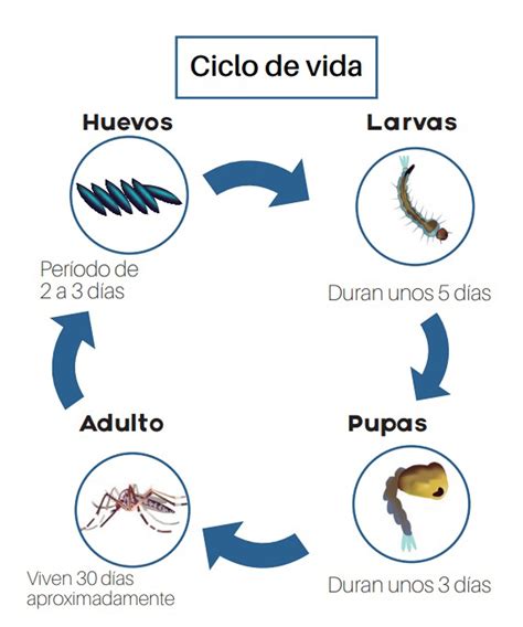 Álbumes 100 Foto El Ciclo De Vida De Un Caballo Alta Definición