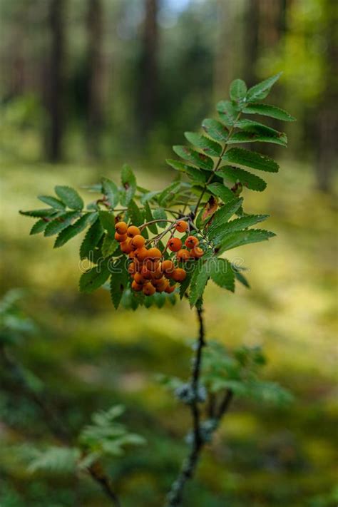 Rowan Tree With Leaves And Berries On Blur Background Stock Image