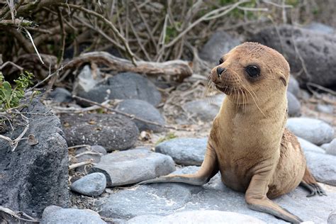 Galapagos Islands Insiders Travel Guide