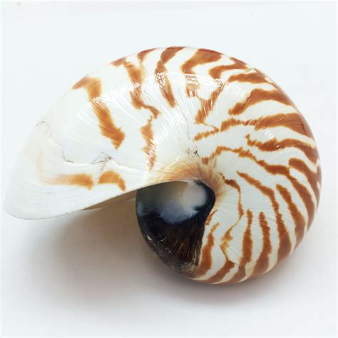 Buy Pepperlonely Natural Chambered Nautilus Shells 5 Inch ~ 6 Inch