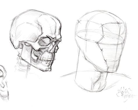 Structure Of The Head By Abdonjromero On Deviantart Head Anatomy