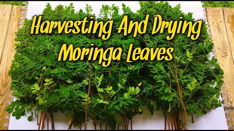 The leaves find many uses in indian cuisine as they are versatile and can be incorporated in the diet in many ways. Harvesting And Drying Moringa Leaves! in 2020 | Moringa ...