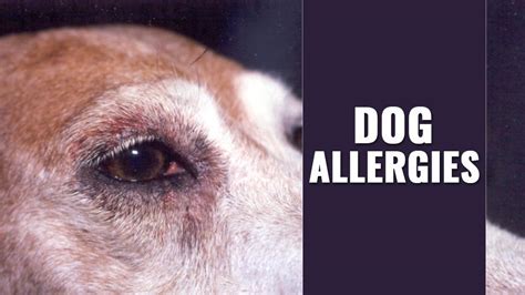 The most common food allergens are chicken, beef, pork, and soy. Dog Allergies In Check - Symptoms, Causes & Treatment - Petmoo