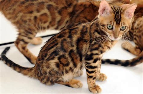 Domestic bengal cats come from hybrids, a cross between the asian leopard cat and a domestic cat. Exotic Cats You Probably Didn't Know Existed