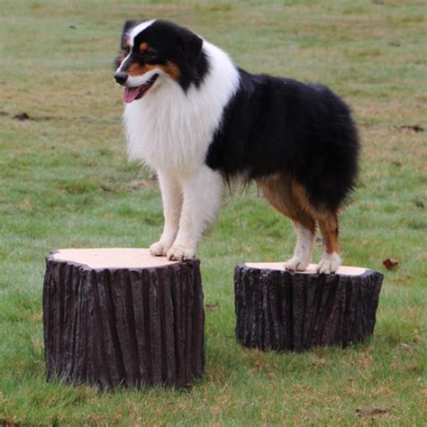Big Stump Jump Dog On It Parks Caddetails