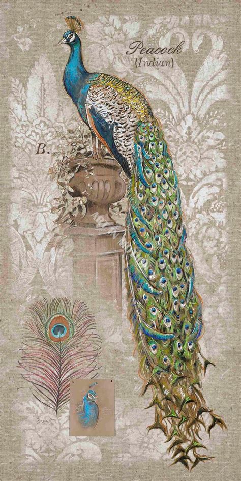 513 Best Illustration Peacocks Images On Pinterest Peacock Painting