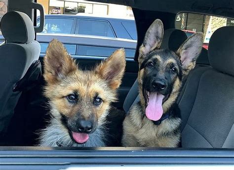 Two Year Old German Shepherd With Dwarfism Will Look Like