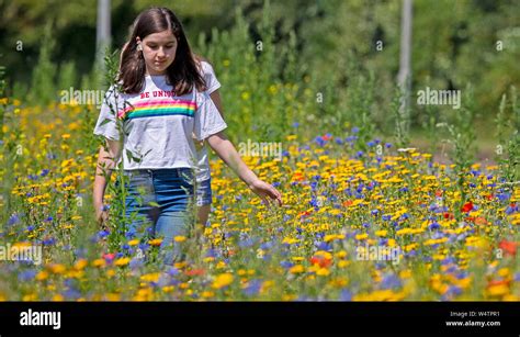 Uks Wild Flowers Hi Res Stock Photography And Images Alamy