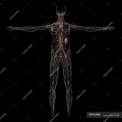 3d Rendering Of Human Lymphatic System On Black Background — Computer