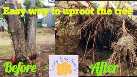 How To Uproot The Tree Easily Easy Way To Uproot The Tree Simple