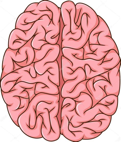 Dibujos Animados Del Cerebro Izquierdo Y Derecho Humano Vector De Stock