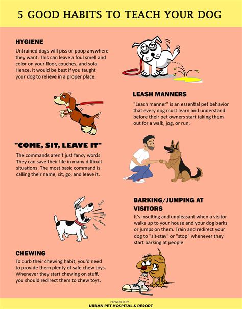 Pet News And Articles Urban Pet Hospital Blog 5 Good Habits To Teach