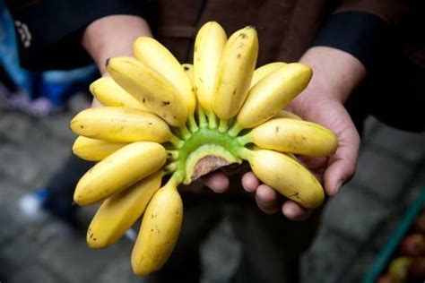 Ecuadors All Good Fairtrade Banana Company Food Tank