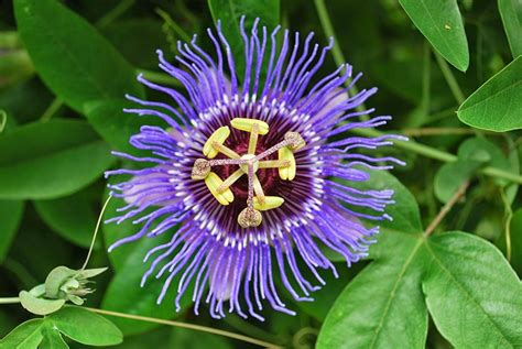 Buy Passiflora Incarnata Seeds Aka Purple Passion Flowermaypop This