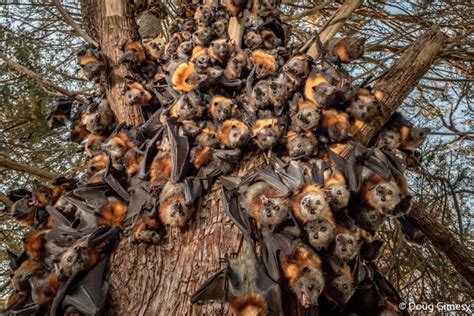 They’re In Trouble’ Photograph Reveals Struggle Of Australia’s Flying Foxes Australian