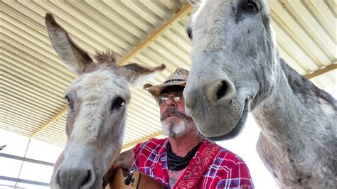 Best Friends Two Donkeys And A Music Man Enjoying Live Music Horse With