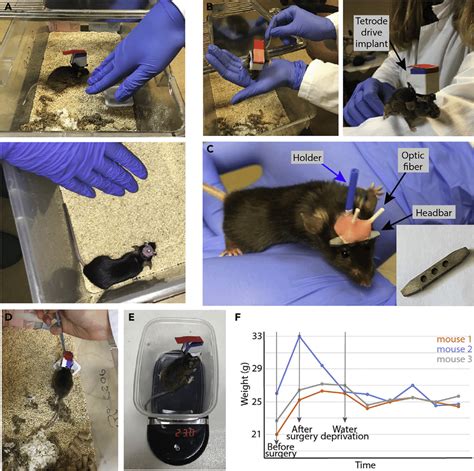 Animal Handling A C Different Phases Of Handling Mice The