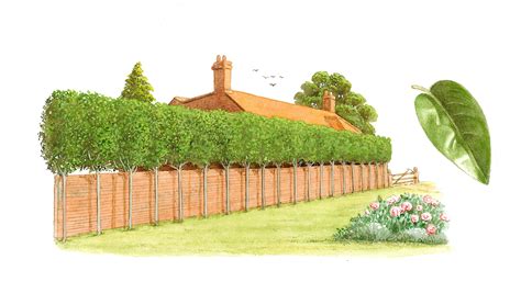 Best Best Trees For Privacy Fence With Low Cost Home Decorating Ideas