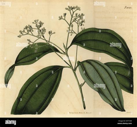 Botanical Illustration Cinnamon High Resolution Stock Photography And