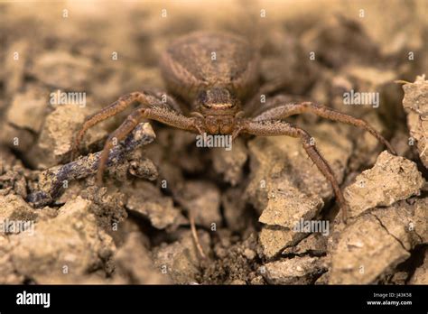 Xysticus Bifasciatus Araignée Araignée Crabe Femelle De La Famille Des