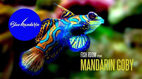 Fish Room Update The Ultimate Mandarin Goby Team Mascot Youtube