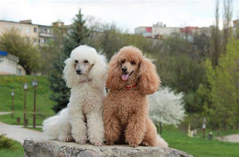 Poodle Dog Breed Info Pictures Characteristics And Facts Hepper