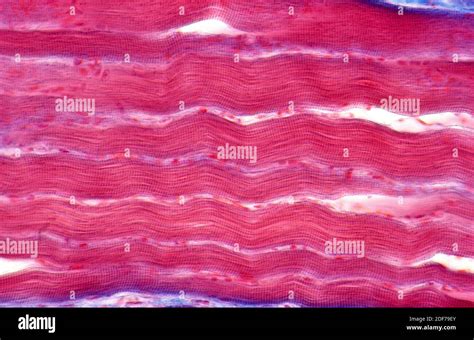 Skeletal Muscle Longitudinal Section Photomicrograph Stock Photo Alamy