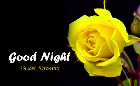 Yellow Rose With Good Night Sweet Dreams Wish Sweet Dreams Images