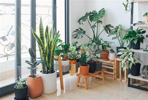 Indoor Plants You Can Grow In The Winter Season