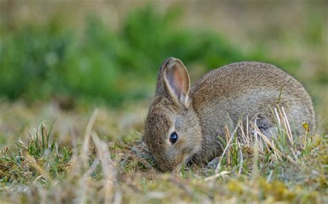 Download Wallpapers Small Gray Rabbit Cute Animals Green Grass Farm