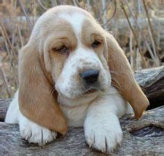 Puppy snuggles in blanket dogs puppy find puppies dogs. Basset Hound Puppies For Sale Craigslist (With images) | Basset hound puppy, Basset hound ...