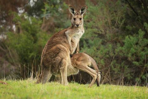 Where To See Kangaroos In Australia Insight Guides Blog