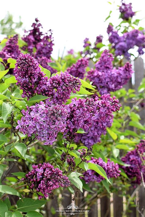 Pruning And Enjoying Lilacs Lilacs In 2020 Lilac Plant Lilac Tree
