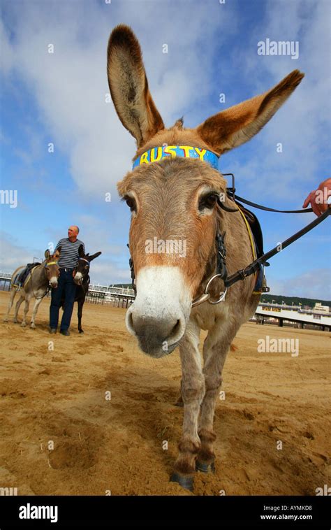The Weston Super Mare Donkeys Prepare Themselves For The Bank Holiday
