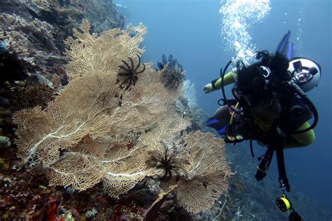An Interview With Marine Biologist And Coral Reef