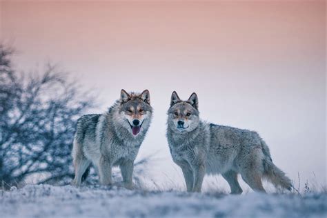 Download Snow Winter Animal Wolf Hd Wallpaper