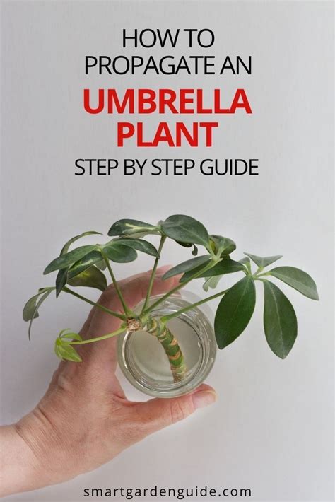 Umbrella Plant Propagation Guide With Pictures Smart Garden Guide