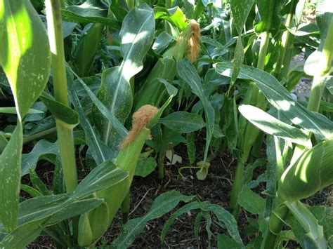 Growing Sweet Corn The Greening Of Gavin