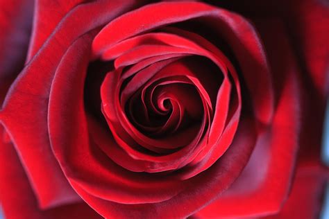 Center Of Red Velvet Rose Photograph By Dina Calvarese Fine Art America