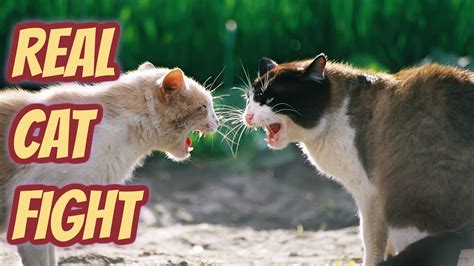 Real Cat Fight │so Funny Cats Compilation Youtube