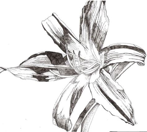 Flower In Fine Liner By Artbyfern On Deviantart