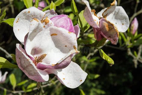 Beautiful Blooming Magnolia Tree Stock Photo Image Of Garden Beauty