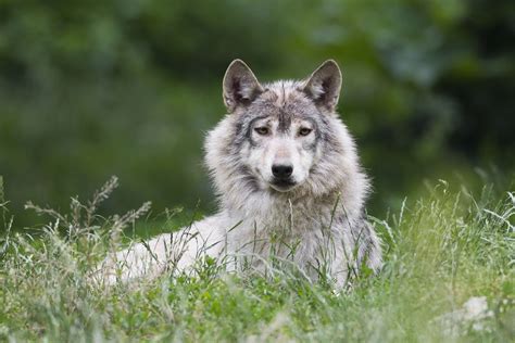 Timber Wolf Canis Lupus Lycaonstatus Varied The Gray Wolf Is