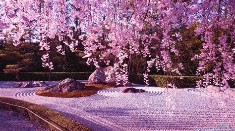 Cherry Blossom Tree Wallpaper 08 1920x1080