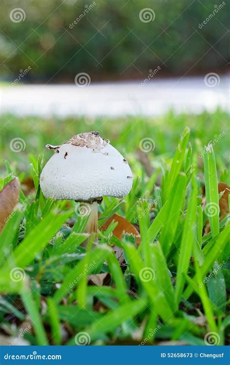Edible Mushroom On The Grassland Stock Image Image Of Florida