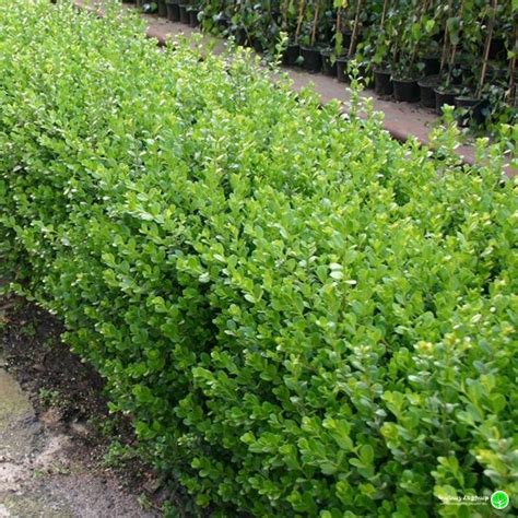 Faulkner Small Leaved Boxwood Buxus Microphylla Faulkner • Green