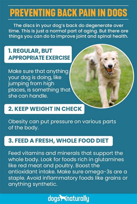 87 Awesome Symptoms Of Spine Problems In Dogs Insectza