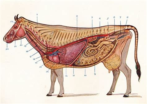 Median section of a cow, showing organs of circulation and respiration